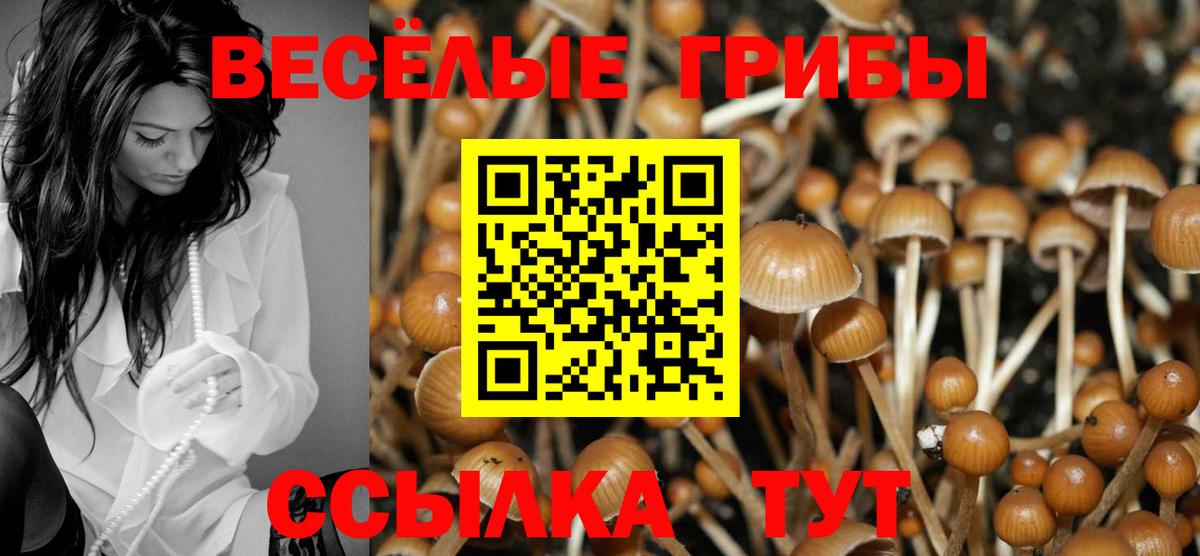 Сертолово  Галлюциногенные грибы Cubensis  Вход с VPN 